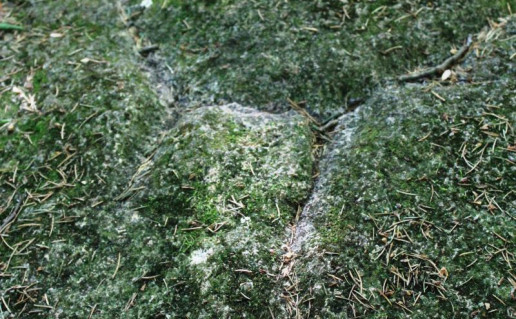 5_Tyrelio akmuo (2).jpg